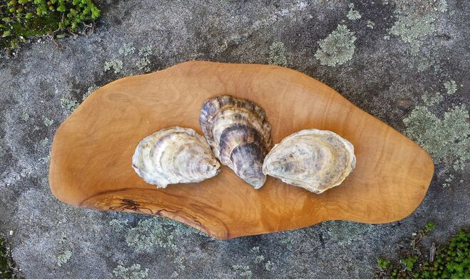 Beautiful Georgetown Island oysters available at Five Islands Farm.